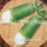 High Quality Hybrid Radish Seeds