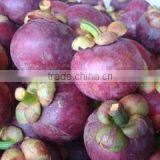 Mangosteen thumbnail-1
