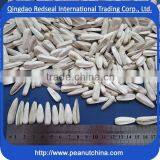 White Sunflower Seeds