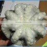 Frozen Octopus Cleaned thumbnail-1