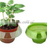 Plastic Slug/snail Guards thumbnail-2