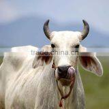 Cattle Slaughter House Cow Bull Sheep Pig Processing Slaughtering Equipment Farm Machinery Bull Meat Processing With Cold thumbnail-1