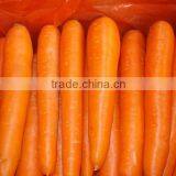 VIETNAM FRESH CARROTS CHEAP thumbnail-1
