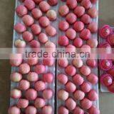 Apple Fruit Fresh thumbnail-4