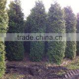 Thuja Occidentalis Brabant