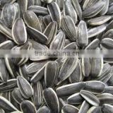 bulk organic sunflower seeds confectionery sunflower seeds turkish sunflower seed