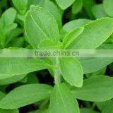 Organic Stevia Extract RA99%
