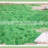 Hot Washed Green Recycling Plastic Flakes
