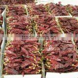 FDA /HACCP/SGS/HALAL Certificated Dry Paprika Pods thumbnail-3