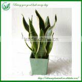 Ornamental Sansevieria Bonsai thumbnail-1