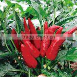 Upright Single Hot Pepper/Chilli Seed Huo Xing No.1 thumbnail-6