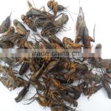 pet food fish food dried /canned cricket