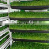 Factory Price Bean Bud Seedling Machine/Bean Sprout Growing Machine For Sale thumbnail-6