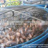 Fish Farming in Ras Fish Farm
