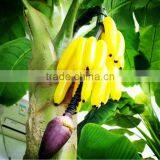 Y8463-15-1LS( 2014 Hot Sale Factory Direct Extra Large Banana Trees for Hotel Decoration ) thumbnail-2