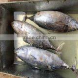 Frozen Whole Round Bonito Fish Seafood Frozen Bonito thumbnail-1