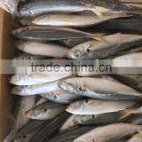 BQF Frozen Horse Mackerel/round Scad thumbnail-5