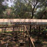 Grevillea Robusta Tropical Trees thumbnail-3