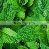 Mint Oil thumbnail-4