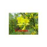 HOT Selling Cytisine 98% HPLC thumbnail-1