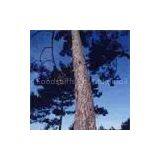 Larix Gmelini P.E. thumbnail-1