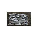 Supply Sardine thumbnail-2