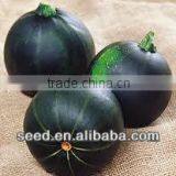 Black Baby Round Shape Dark Skin Hybrid Squash Seeds