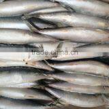 Frozen Blue Mackerel for Canning Seafood thumbnail-3