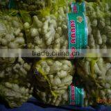 Chinese Fresh Ginger thumbnail-3