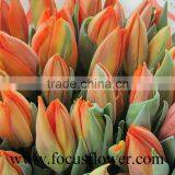 Good Smell Bulb Type Flower Tulip Peonies Cut Flowers From Kunming thumbnail-1