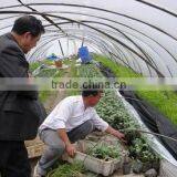 Plastic Commercial Greenhouse Film thumbnail-4