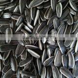 Chinese black sunflower seed5009