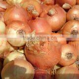 Mesh Bags of Egyptian Onions With Affordable Price thumbnail-3