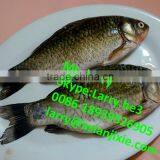 Fish Gutting Machine/fish Cleaning Machine/fish Killing Scaling Gutting Filleting Washing Machine thumbnail-6