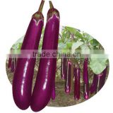 ME18 Fengshou purple hybrid eggplant seeds, hybrid long eggplant seeds for planting