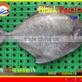 FROZEN W/R BLACK POMFRET thumbnail-1