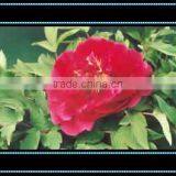 Tree Peony Plant Root Chun Hong Jiao Yan thumbnail-1