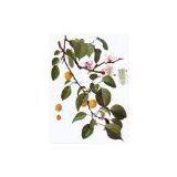 Amygdalin thumbnail-1