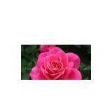 Hybrid Tea Rose