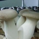 Edible Mushroom Fungus Frozen Frozen Fresh King Oyster