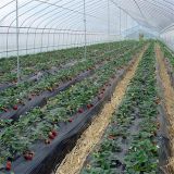 Single Span Plastic Agricultural Greenhouse