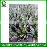 Furcraea Foetida (1) thumbnail-2