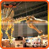 Dinosaur Fossil Skeleton Replica for Sale in Museum