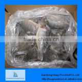 Supply competitive price of tilapia