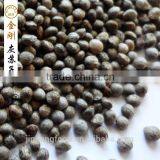 Perilla Seed for Sale thumbnail-4