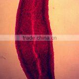 17pcs Indonesia Designated Mixed Microscope Research Glass Prepared Slides thumbnail-4