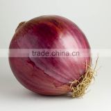 good brand 50 mm size red onion