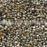 Hemp Seed 2016 thumbnail-3