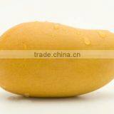 Pakistani Sindhri Mango