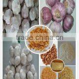 Certified GAP/ KOSHER/ HALAL Purple White Garlic